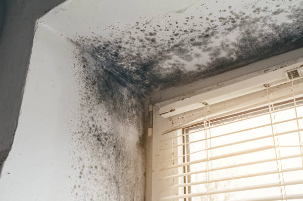 Affordable Mold Removal solutions in Paris, VA