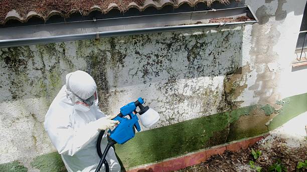 Top rated local Mold Removal specialists in Paris, VA
